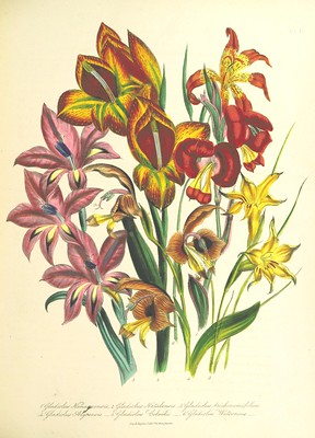 Flowers for table arrangements: a hand drawn image of various flowers.